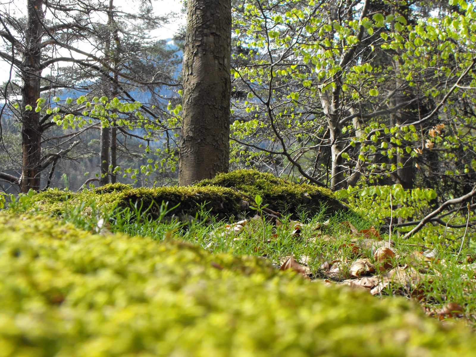 Bergwaldprojekt - Freiwilligenarbeit im Bergwald
